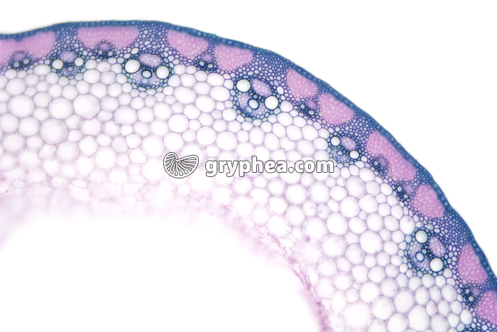 Tige de Graminée ou Chaume CT x25 - gryphea.com